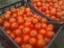 Продаем помидоры от 5 т. - фотография №1