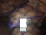 Продажа картофеля сорт беллароза оптом от производителя, калибр 5+ - фотография №2
