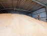 Продаем пшеницу фураж. 1200 т.