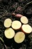 Картофель белых и красных сортов от производителя калибр 5+ - фотография №1