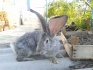 Кролики - фотография №2