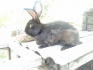 Кролики - фотография №4