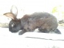 Кролики - фотография №6