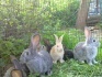 Кролики и мясо кролика - фотография №6