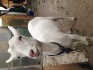 Продам козу дойную зааненской породы - фотография №1