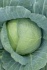 Семена белокочанной капусты Honka F1 / Хонка F1 фирмы Китано
