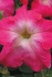Семена крупноцветковой петунии серии виртуоз фирмы китано - фотография №2