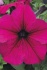 Семена крупноцветковой петунии серии виртуоз фирмы китано - фотография №3