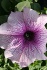 Семена крупноцветковой петунии серии виртуоз фирмы китано - фотография №4