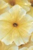 Семена крупноцветковой петунии серии виртуоз фирмы китано - фотография №5