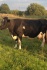 Продам корову - фотография №3