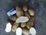 Картофель оптом +5,6, цена с учетом доставки - фотография №1