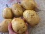 Продам картофель - фотография №1