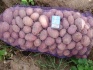 Продажа картофеля белых и красных сортов оптом от производителя 5+ - фотография №3