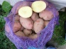Продажа картофеля белых и красных сортов оптом от производителя 5+ - фотография №4