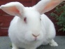 Продажа породистых кроликов - фотография №1