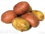 Картофель семенной - фотография №1