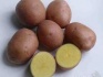 Качественный тамбовский картофель - фотография №1