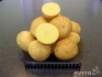 Качественный тамбовский картофель - фотография №2