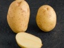 Качественный тамбовский картофель - фотография №3