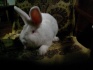 Кролики - фотография №1