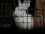Кролики - фотография №2