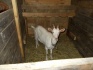 Зааненская коза 9 мес. - фотография №1
