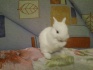 Карликовые крольчата - фотография №2
