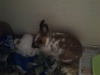 Карликовые крольчата - фотография №3
