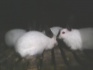 Продам кроликов - фотография №3