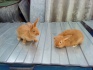 Бургундские и калифорнийские кролики - фотография №3