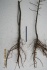 Сеянцы уссурийской груши для зимней прививки - фотография №2