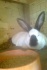 Кролики калифорнийцы - фотография №2
