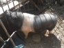 Продается питомец вьетнамская свинья - фотография №2