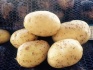 Продаем картофель оптом калибр 6+ - фотография №6