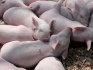 Свиньи на откорм 30 - 50 кг ( оптом ) - фотография №1
