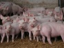 Свиньи на откорм 30 - 50 кг ( оптом ) - фотография №3