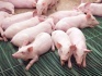 Свиньи на откорм 30 - 50 кг ( оптом ) - фотография №4