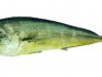 Свежемороженная рыба, макрель, лангустин, креветки - фотография №4