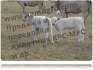 Продажа бычков на откорм на доращивания. с доставкой по рф и снг - фотография №1
