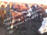 Продажа бычков на откорм на доращивания. с доставкой по рф и снг - фотография №4