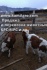 Продажа бычков на откорм на доращивания. с доставкой по рф и снг - фотография №5