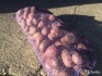 Картофель розовый - фотография №3