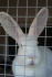 Продам кроликов на разведение - фотография №2