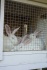 Продам кроликов на разведение - фотография №3