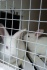 Продам кроликов на разведение - фотография №4