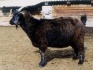 Продам козу - фотография №1