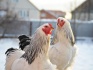 Куры и цыплята брама - фотография №4