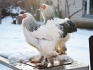 Куры и цыплята брама - фотография №5
