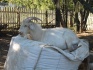 Полу нубийский племенной козел - фотография №2